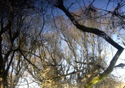 Tronc d’arbre incliné traversant une scène de branches et de reflets dans une zone humide aux Sables-d’Olonne.