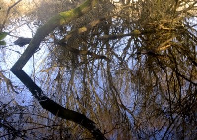 Reflet d’arbres et de ciel fragmenté par des ondulations à la surface de l’eau dans une zone humide naturelle.