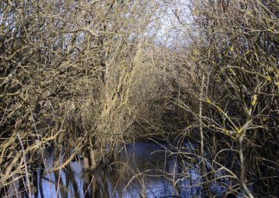 Branches et végétation dense se reflétant dans une eau calme dans une zone humide Natura 2000 aux Sables-d’Olonne.
