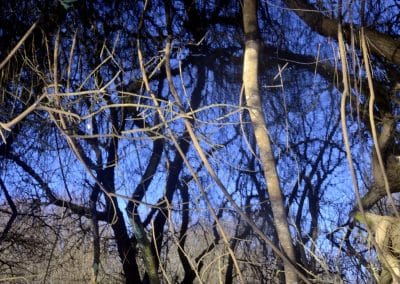 Branches d’arbres verticales avec reflets dans l’eau, créant un effet inversé dans une zone naturelle protégée.